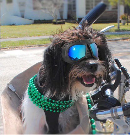 GAFAS DE MASCOTAS CON ESTUCHE
